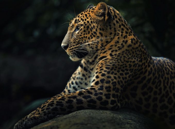 Wallpaper Leopard, look, cute animals, Animals 22491553